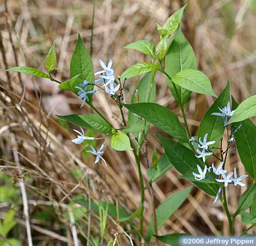 Eastern Bluestar (Amsonia tabernaemontana)