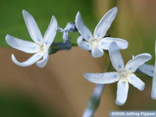 Eastern Bluestar (Amsonia tabernaemontana)