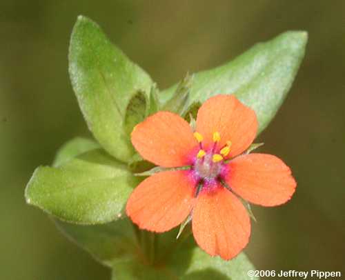 Scarlet Pimpernel (Anagallis arvense)