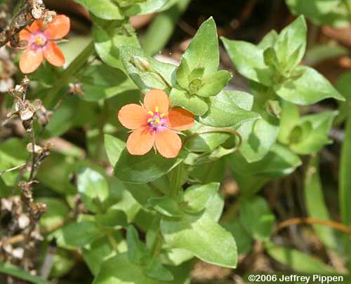 Scarlet Pimpernel (Anagallis arvense)