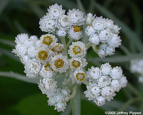 Pearly Everlasting (Anaphalis margaritacea)