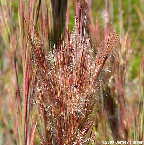 Andropogon (bluestem, broomsedge)