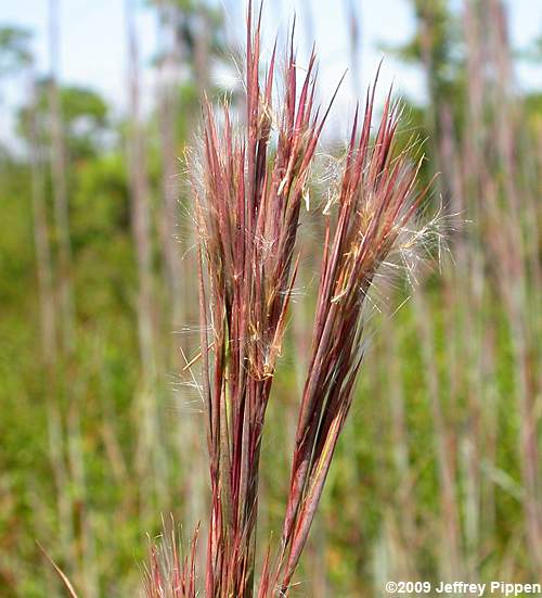 Chalky Bluestem (Andropogon glaucopsis)