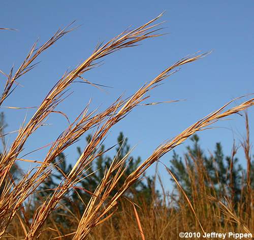Brooomsedge  (Andropogon virginicus var virginicus)