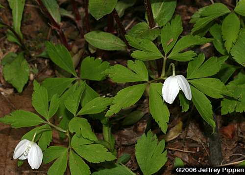 Wood Anemone (Anemone quinquefolia)