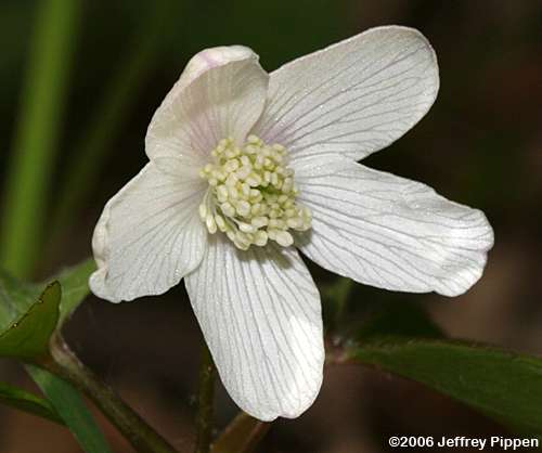 Wood Anemone (Anemone quinquefolia)