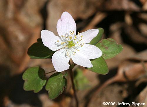 Rue Anemone <I>(Anemonella thalictroides)