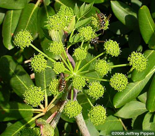 Filmy Angelica (Angelica triquinata)