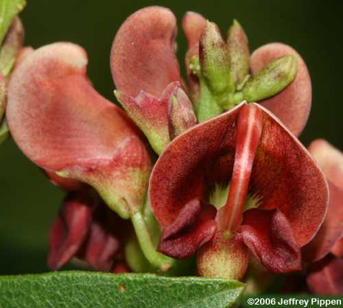 Common Groundnut (Apios americana)