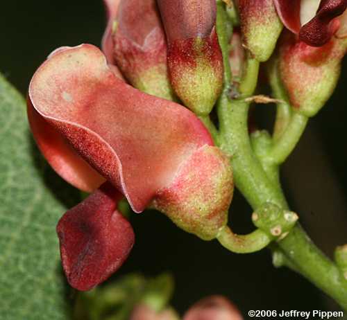 Common Groundnut (Apios americana)