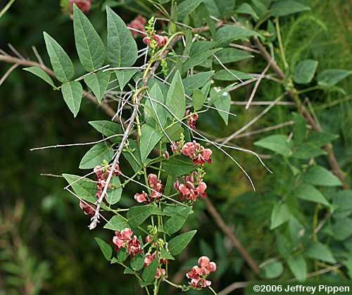 Common Groundnut (Apios americana)