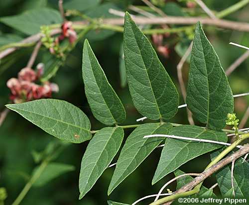 Common Groundnut (Apios americana)
