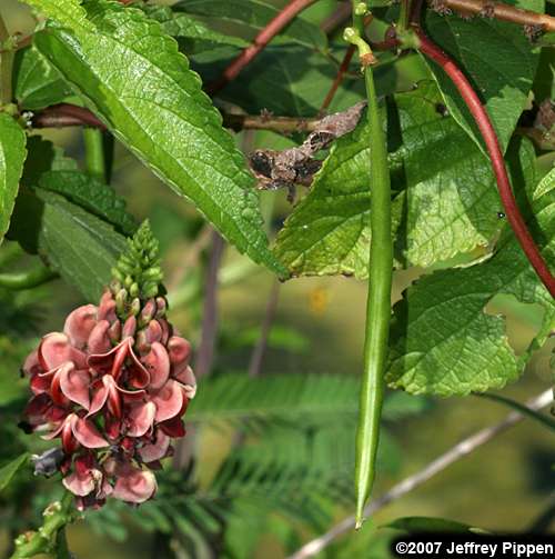 Common Groundnut (Apios americana)