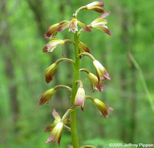 Puttyroot Orchid, Adam and Eve Orchid (Aplectrum hyemale)