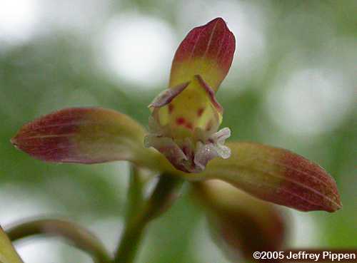 Puttyroot Orchid, Adam and Eve Orchid (Aplectrum hyemale)