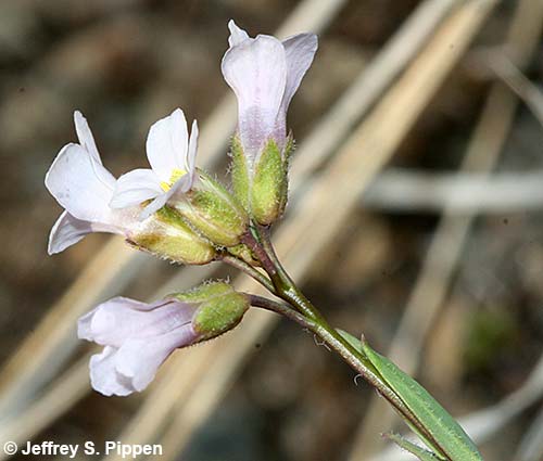 Holboell's Rockcress (Arabis holboellii)