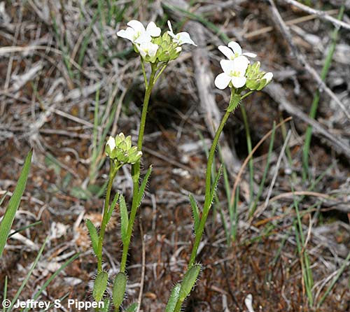 Nuttall's Rockcress (Arabis nutalii)