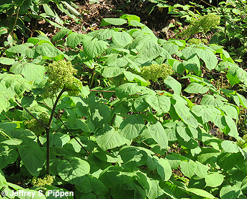 American Spikenard (Aralia racemosa)