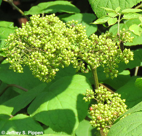 American Spikenard (Aralia racemosa)