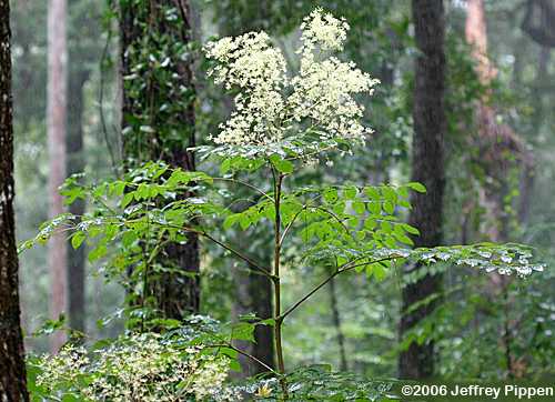 Devil's-walking-stick, Hercules's-club, Prickly-ash (Aralia spinosa)