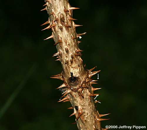 Devil's-walking-stick, Hercules's-club, Prickly-ash (Aralia spinosa)