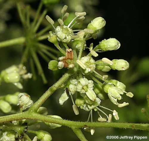 Devil's-walking-stick, Hercules's-club, Prickly-ash (Aralia spinosa)