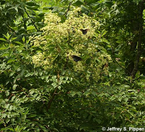 Devil's-walking-stick, Hercules's-club, Prickly-ash (Aralia spinosa)