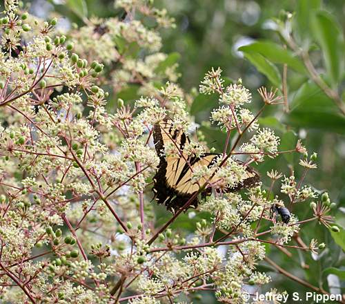 Devil's-walking-stick, Hercules's-club, Prickly-ash (Aralia spinosa)