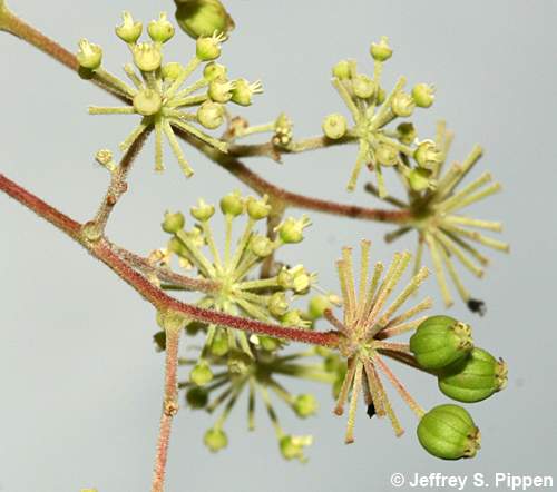 Devil's-walking-stick, Hercules's-club, Prickly-ash (Aralia spinosa)