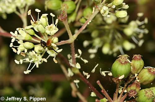 Devil's-walking-stick, Hercules's-club, Prickly-ash (Aralia spinosa)