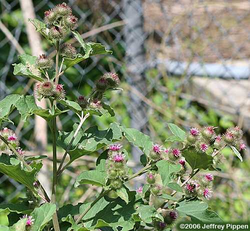 Common Burdock (Arctium minus)