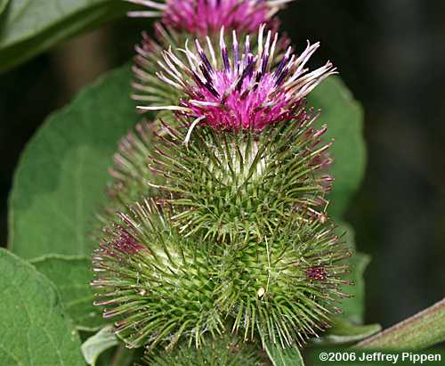 Common Burdock (Arctium minus)