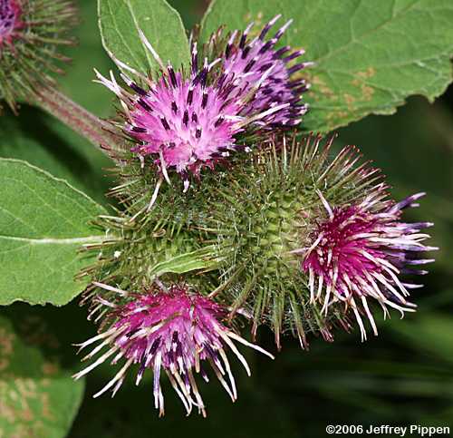 Common Burdock (Arctium minus)