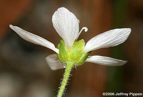 Pine Barren Stitchwort, Carolina Sandwort (Minuartia caroliniana, Arenaria caroliniana)
