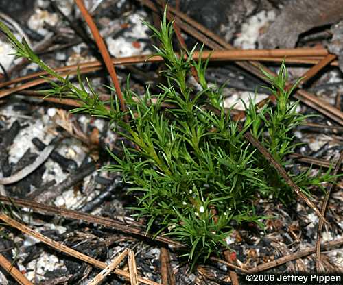Pine Barren Stitchwort, Carolina Sandwort (Minuartia caroliniana, Arenaria caroliniana)