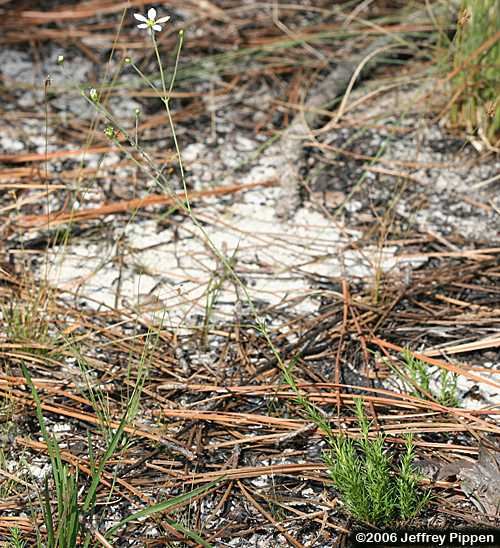 Pine Barren Stitchwort, Carolina Sandwort (Minuartia caroliniana, Arenaria caroliniana)