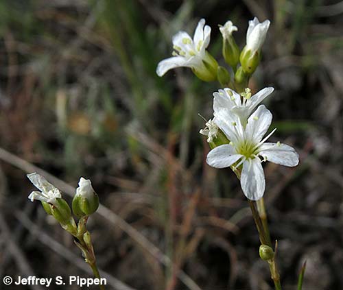 Ballhead Sandwort (Arenaria congesta)