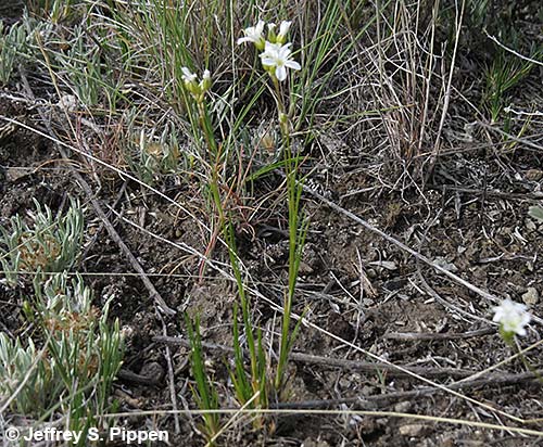 Ballhead Sandwort (Arenaria congesta)
