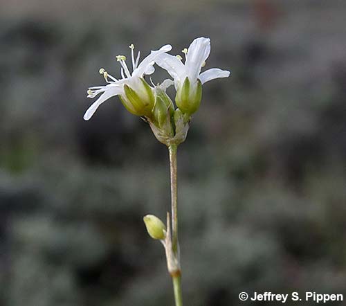Ballhead Sandwort (Arenaria congesta)