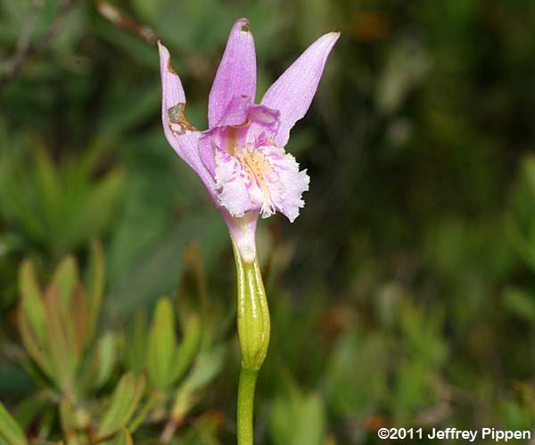 Dragon's Mouth, Bog-rose (Arethusa bulbosa)