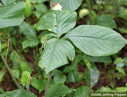 Jack-in-the-pulpit (Arisaema triphyllum)