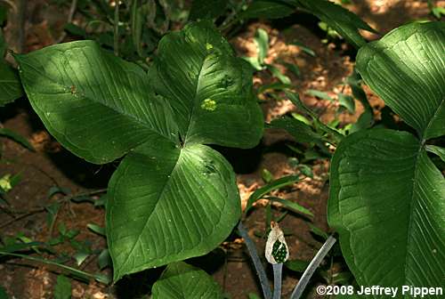 Jack-in-the-pulpit (Arisaema triphyllum)
