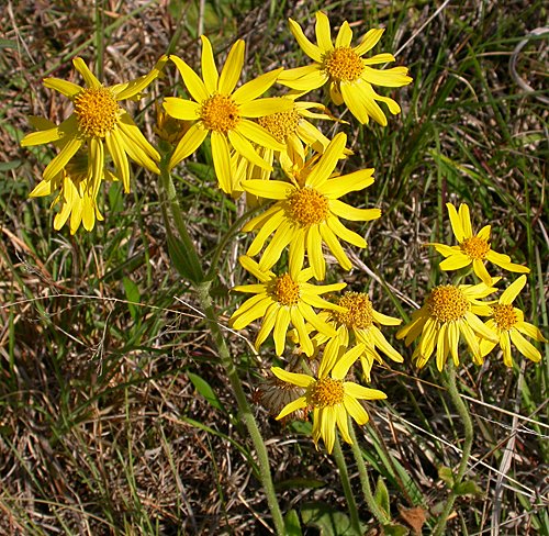 Common Leopardbane (Arnica acaulis)