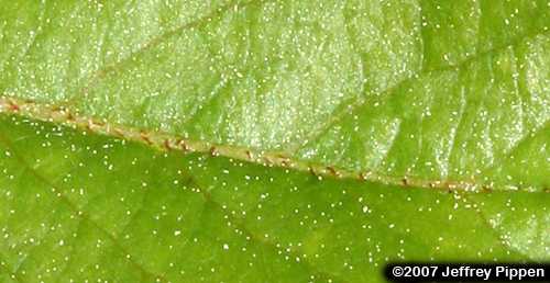 Red Chokeberry (Aronia arbutifolia)