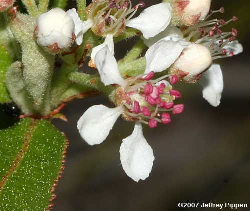 Red Chokeberry (Aronia arbutifolia)