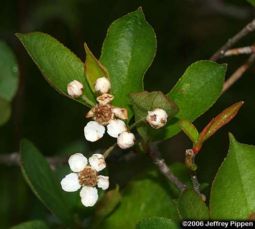 Purple Chokeberry (Aronia prunifolia)