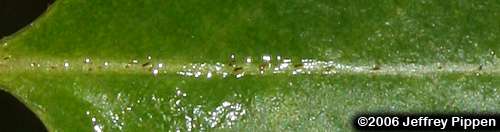 Purple Chokeberry (Aronia prunifolia)