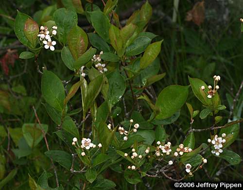 Purple Chokeberry (Aronia prunifolia)
