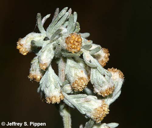 Fringed Sagebrush, Prairie Sagewort, Arctic Sage, Pasture Sage (Artemisa frigida)