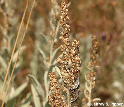Silver Wormwood, Prairie Sage, White Sagebrush (Artemisa ludoviciana)